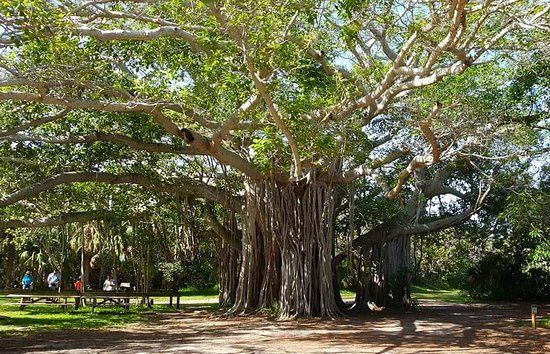 Park stanowy brzóz im. Hugh Taylora